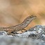 thumbs/IMG_0590.jpg